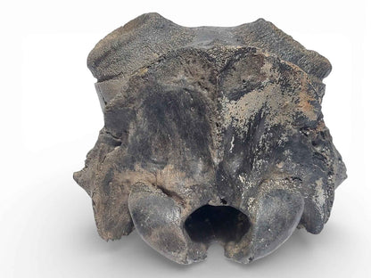 Crocuta sp. – Ice Age Hyena Skull from the Pleistocene