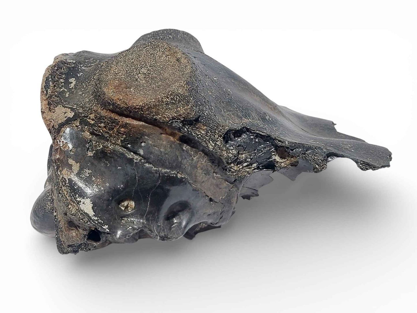 Crocuta sp. – Ice Age Hyena Skull from the Pleistocene