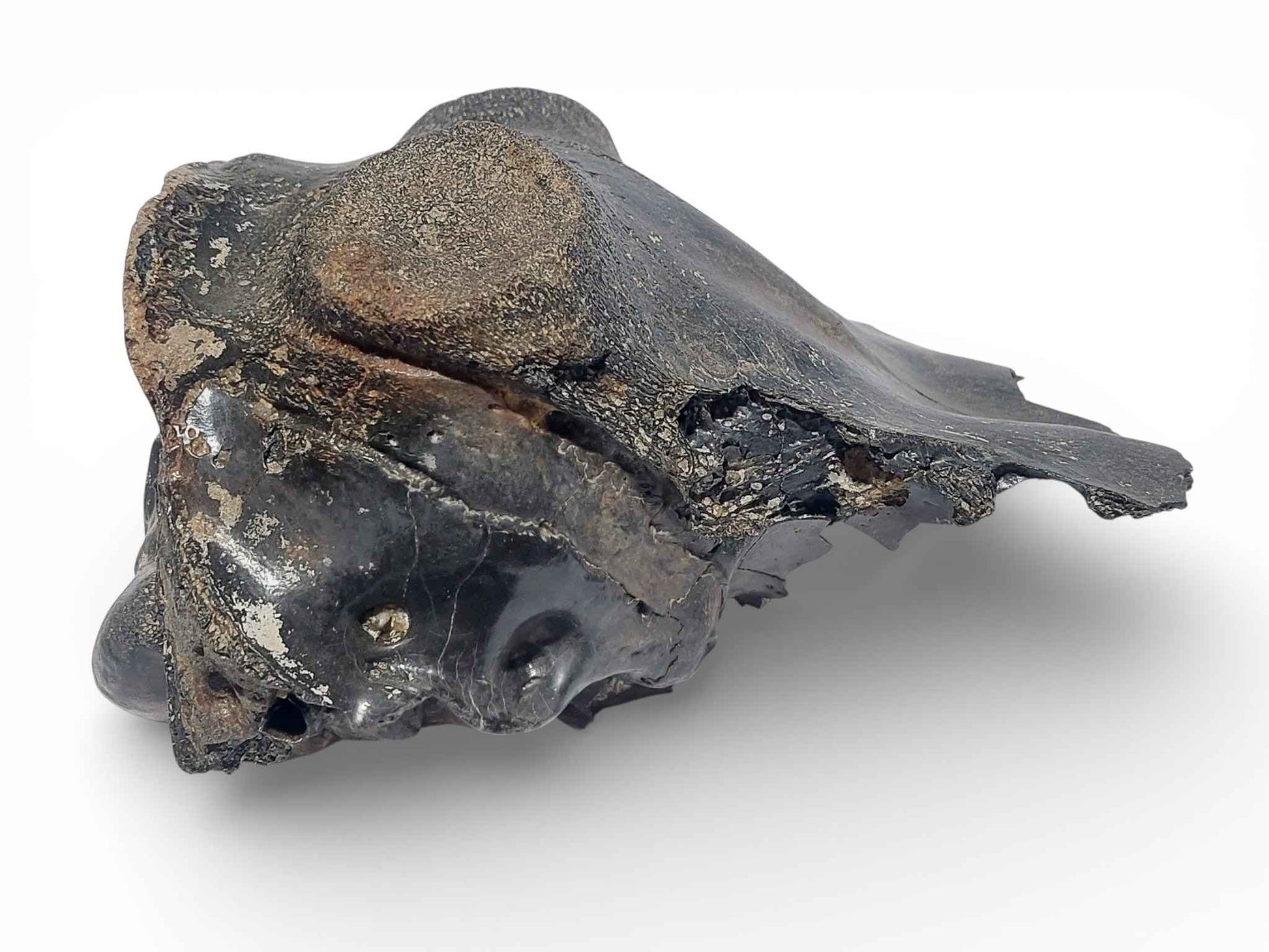 Crocuta sp. – Ice Age Hyena Skull from the Pleistocene