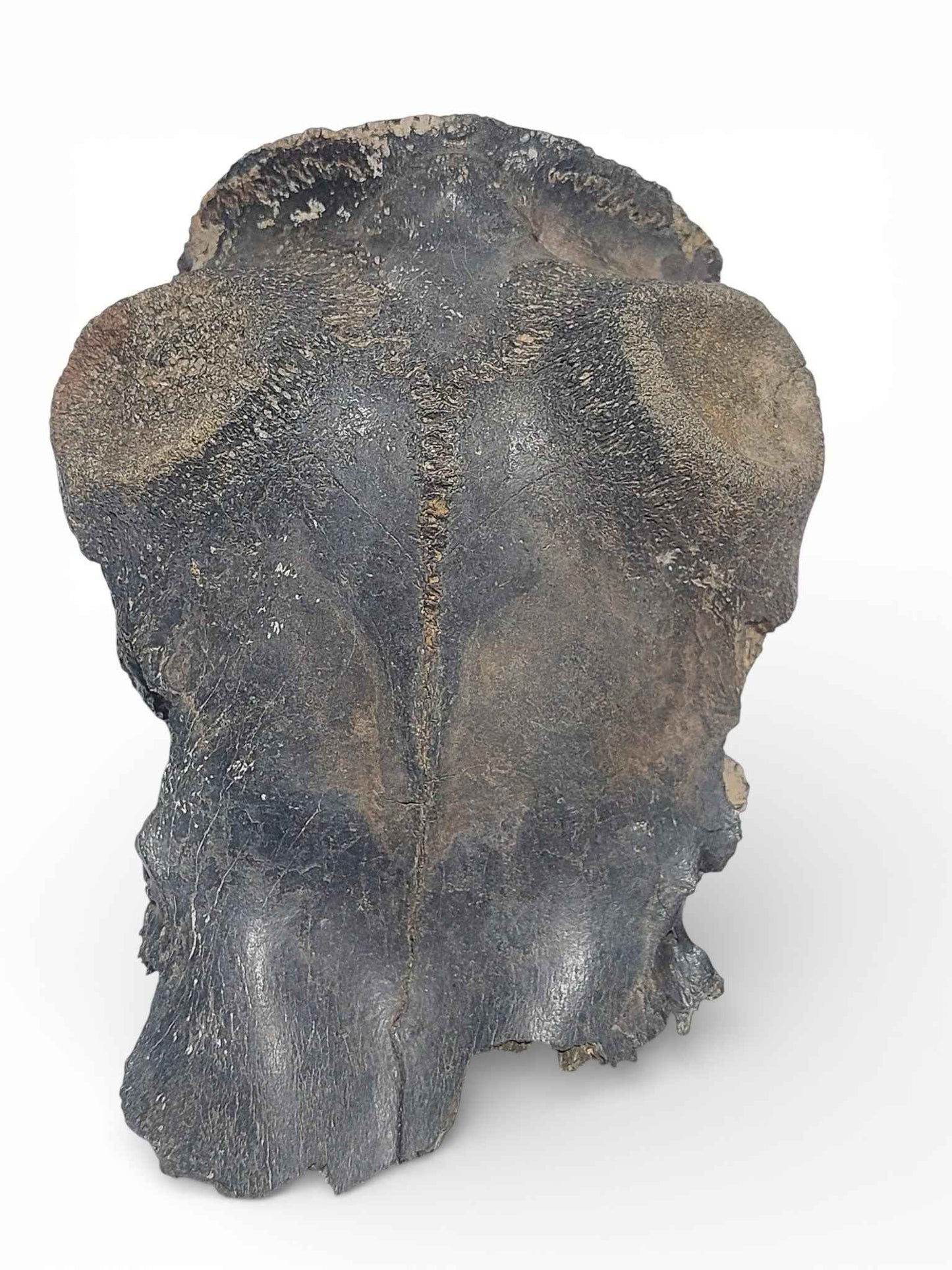 Crocuta sp. – Ice Age Hyena Skull from the Pleistocene