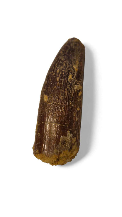 Rebbachisaurus garasbae Tooth 3.7cm – Sauropod Dinosaur from the Cretaceous | Morocco