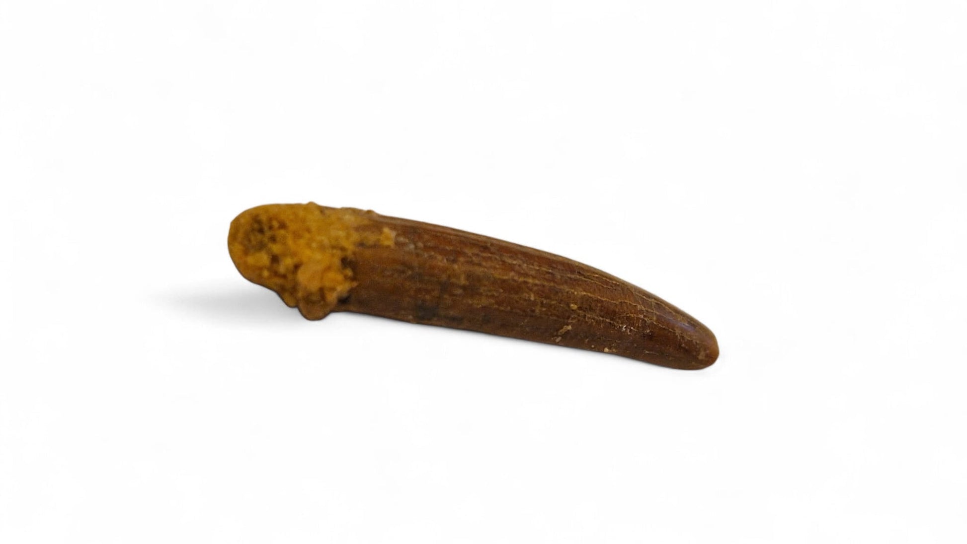 Rebbachisaurus garasbae Tooth  – Sauropod Dinosaur 10