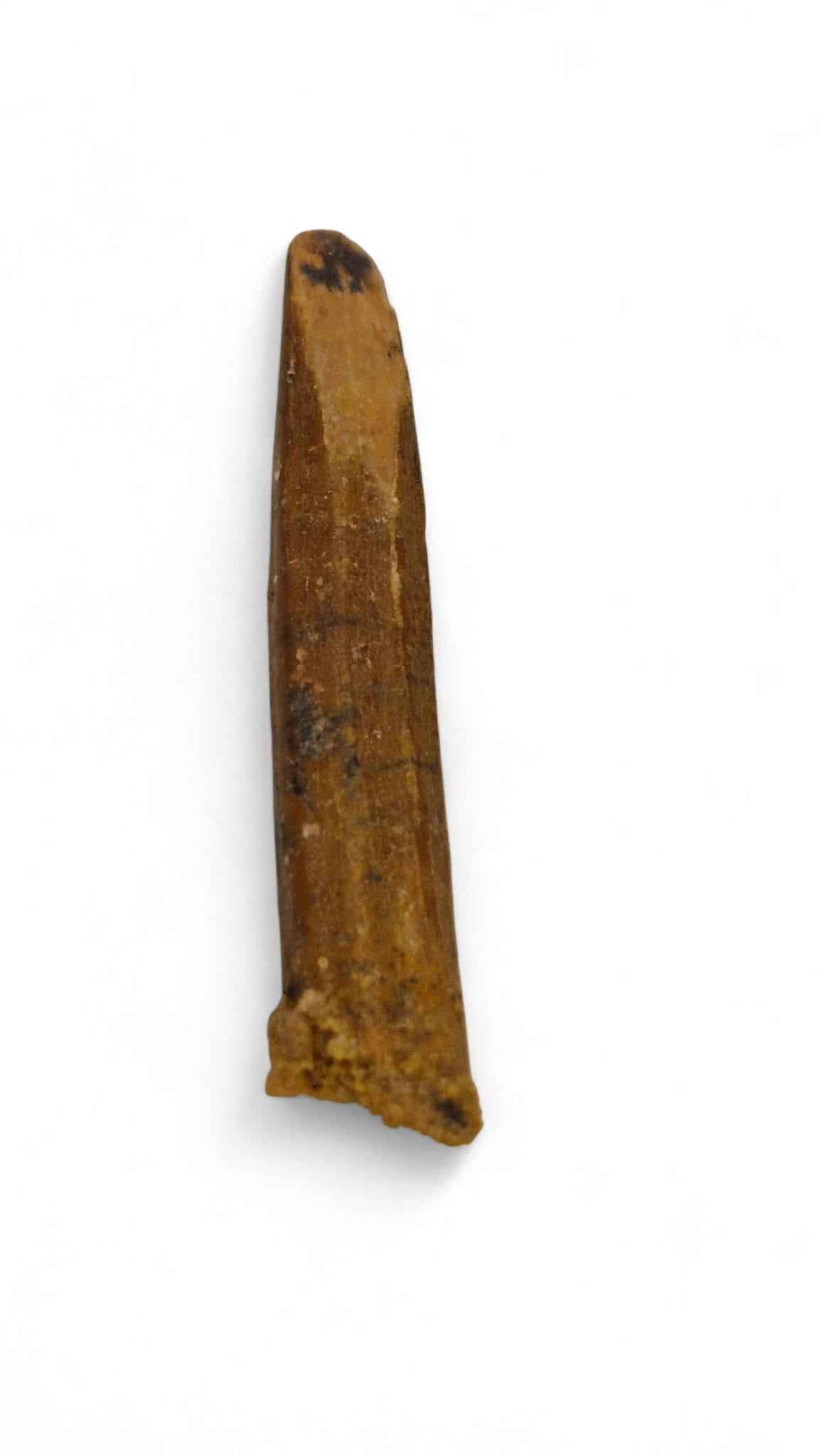 Rebbachisaurus garasbae Tooth 3.4cm – Sauropod Dinosaur from the Cretaceous | Morocco