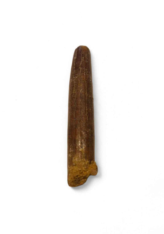 Rebbachisaurus garasbae Tooth 3.4cm – Sauropod Dinosaur from the Cretaceous | Morocco