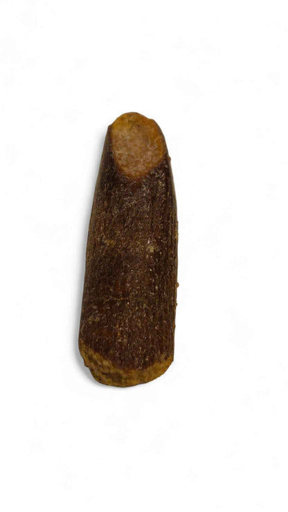 Rebbachisaurus garasbae Tooth 3.7cm – Sauropod Dinosaur from the Cretaceous | Morocco