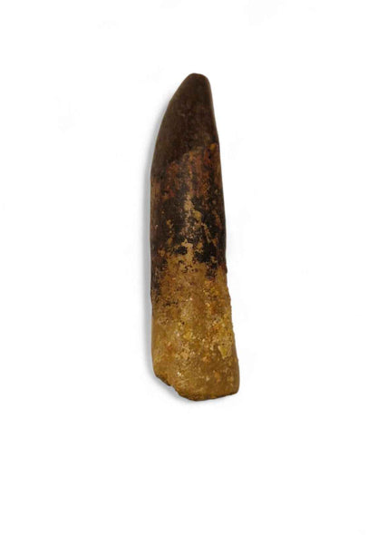 Rebbachisaurus garasbae Tooth 4.6cm – Sauropod Dinosaur from the Cretaceous | Morocco