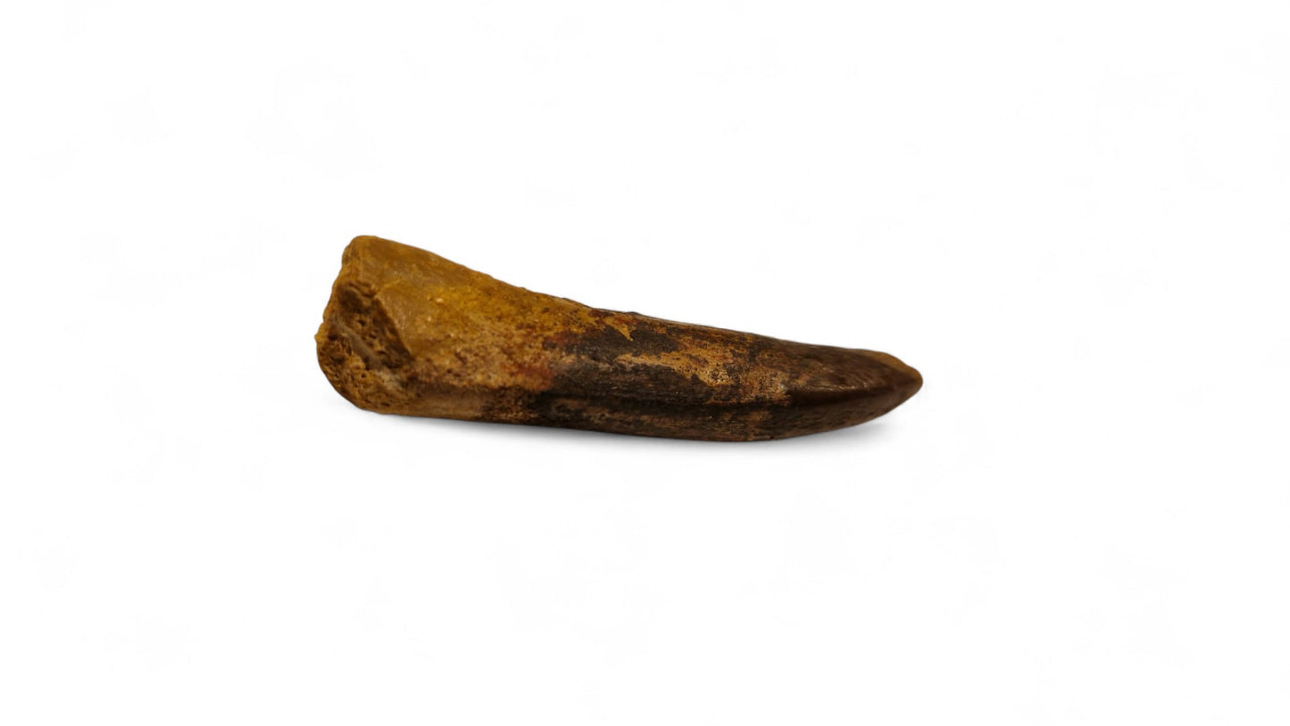 Rebbachisaurus garasbae Tooth  – Sauropod Dinosaur 22