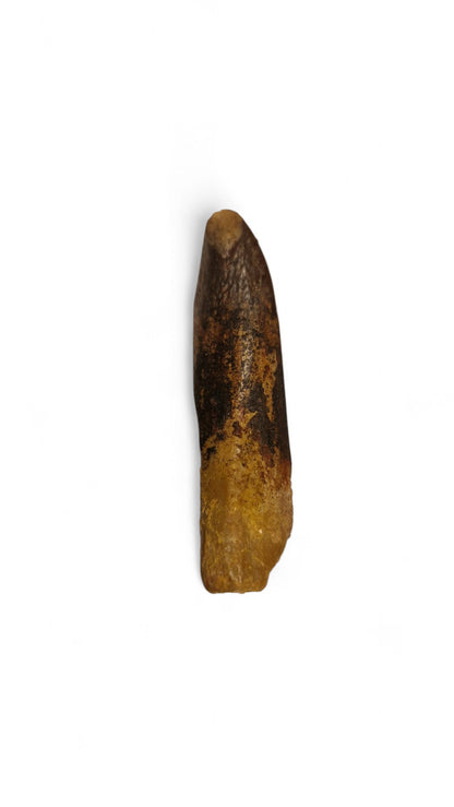 Rebbachisaurus garasbae Tooth  – Sauropod Dinosaur 23
