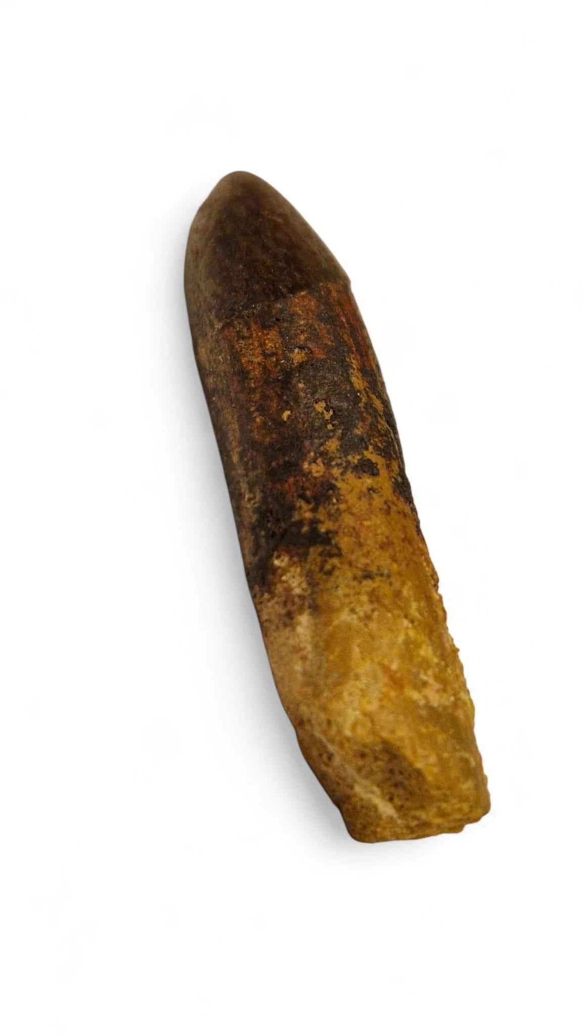 Rebbachisaurus garasbae Tooth 4.6cm – Sauropod Dinosaur from the Cretaceous | Morocco
