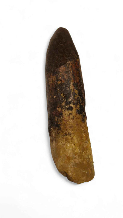 Rebbachisaurus garasbae Tooth 4.6cm – Sauropod Dinosaur from the Cretaceous | Morocco