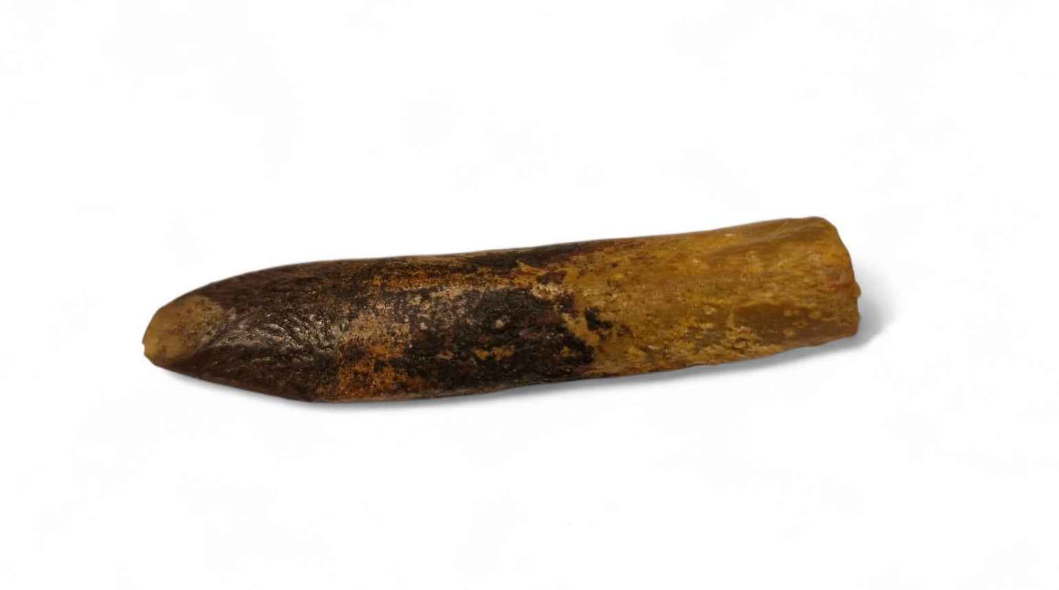Rebbachisaurus garasbae Tooth 4.6cm – Sauropod Dinosaur from the Cretaceous | Morocco