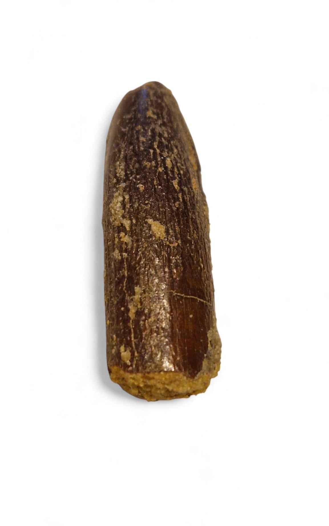 Rebbachisaurus garasbae Tooth 3.7cm – Sauropod Dinosaur from the Cretaceous | Morocco