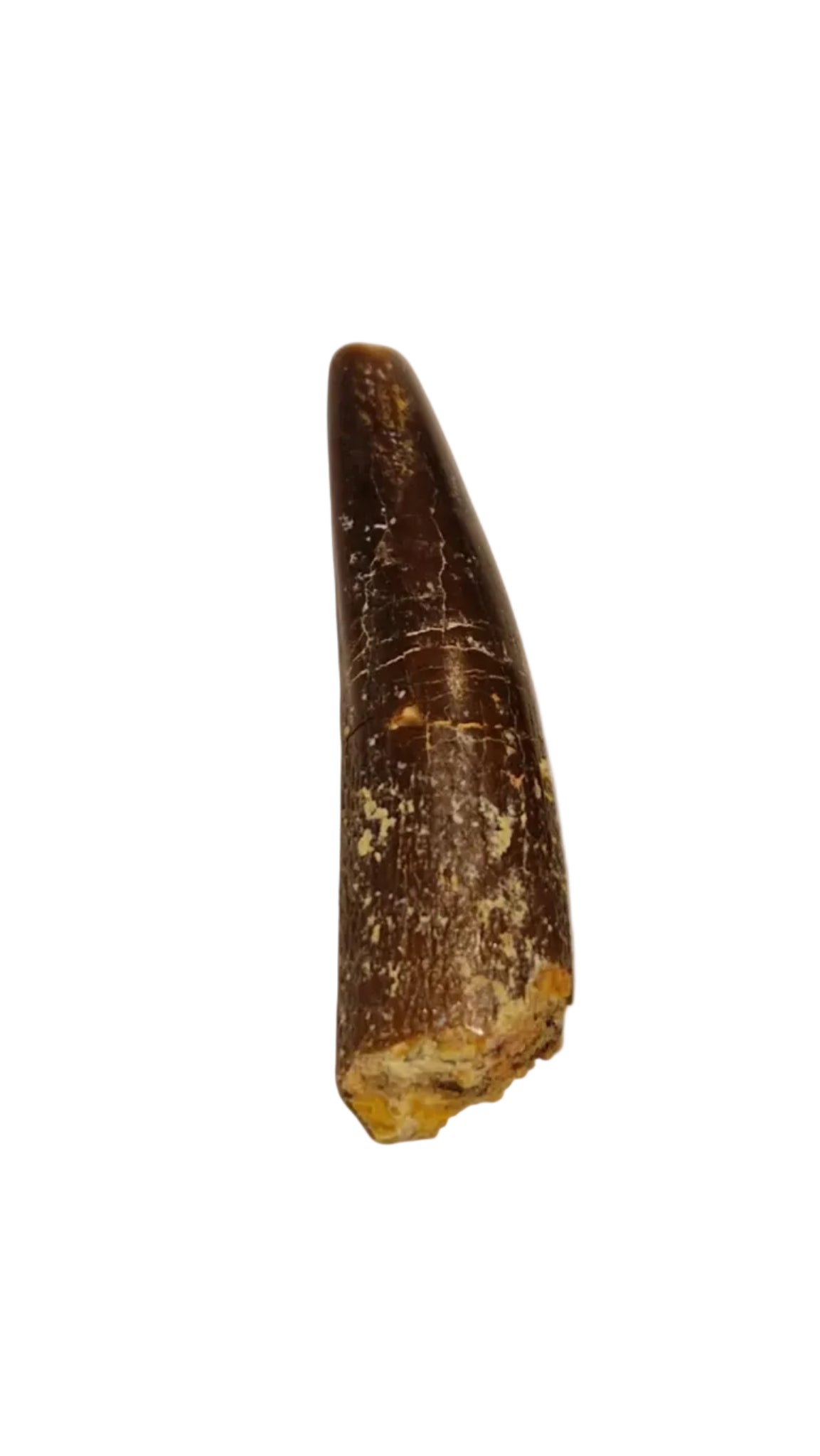 Rebbachisaurus garasbae Tooth  – Sauropod Dinosaur 31