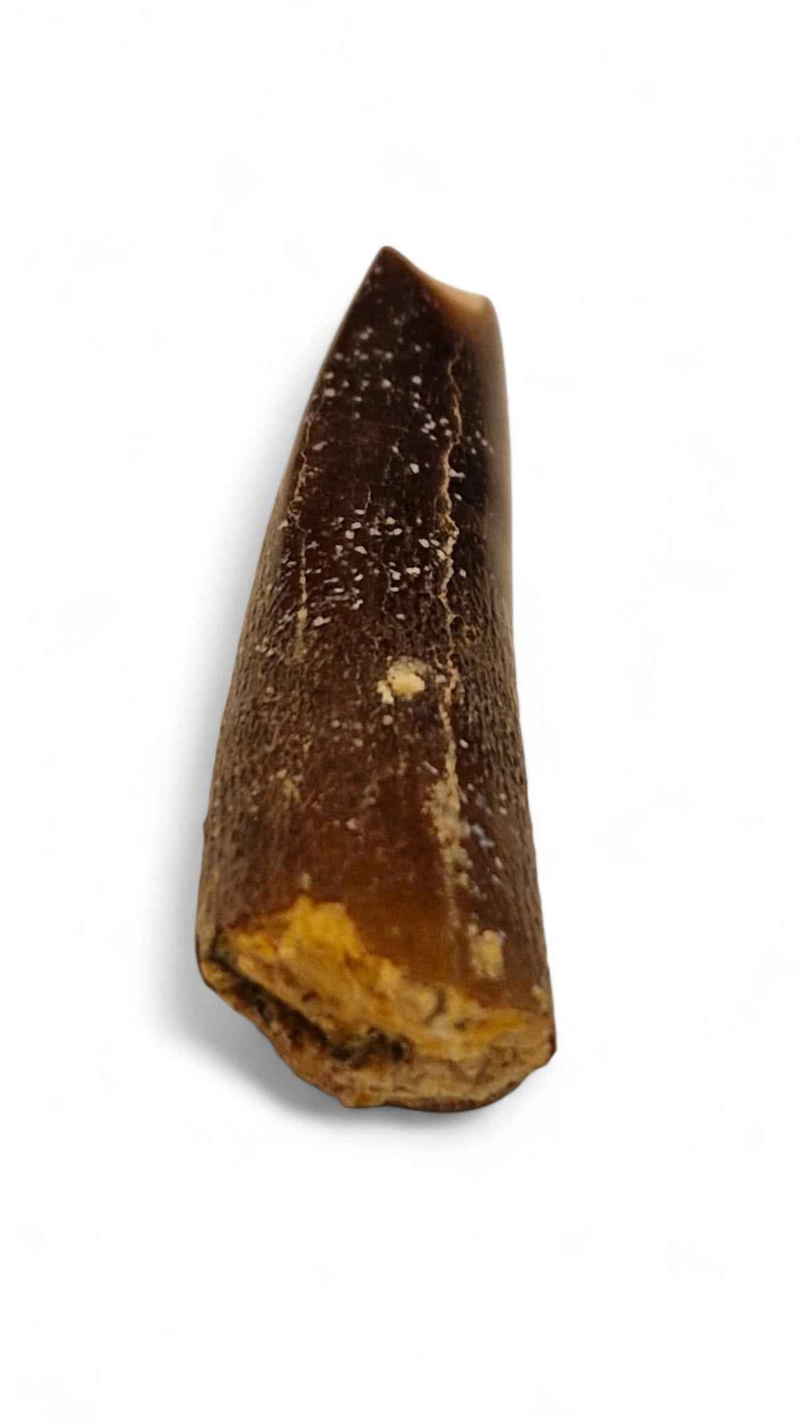 Rebbachisaurus garasbae Tooth 4.9cm – Sauropod Dinosaur from the Cretaceous | Morocco
