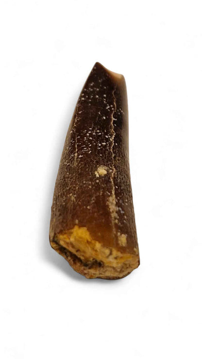 Rebbachisaurus garasbae Tooth 4.9cm – Sauropod Dinosaur from the Cretaceous | Morocco