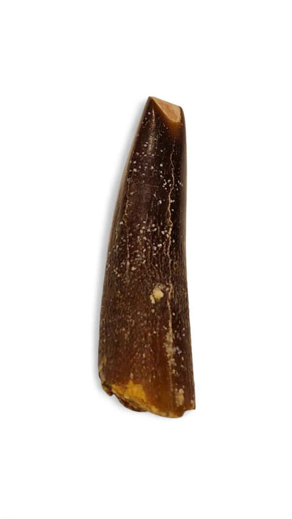 Rebbachisaurus garasbae Tooth 4.9cm – Sauropod Dinosaur from the Cretaceous | Morocco