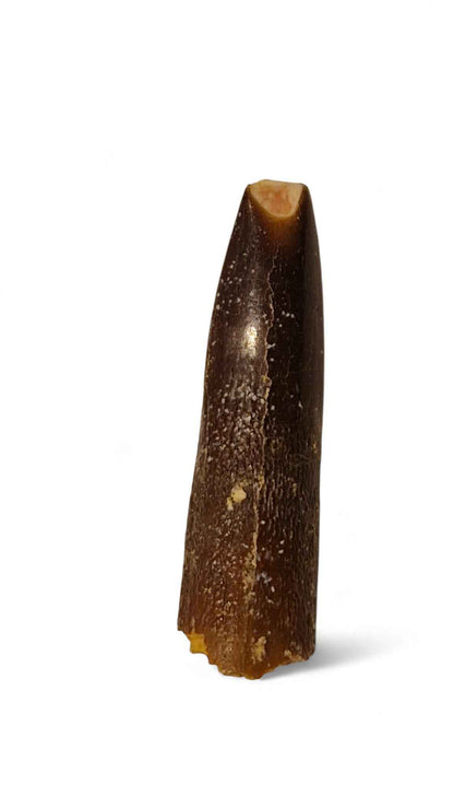 Rebbachisaurus garasbae Tooth 4.9cm – Sauropod Dinosaur from the Cretaceous | Morocco