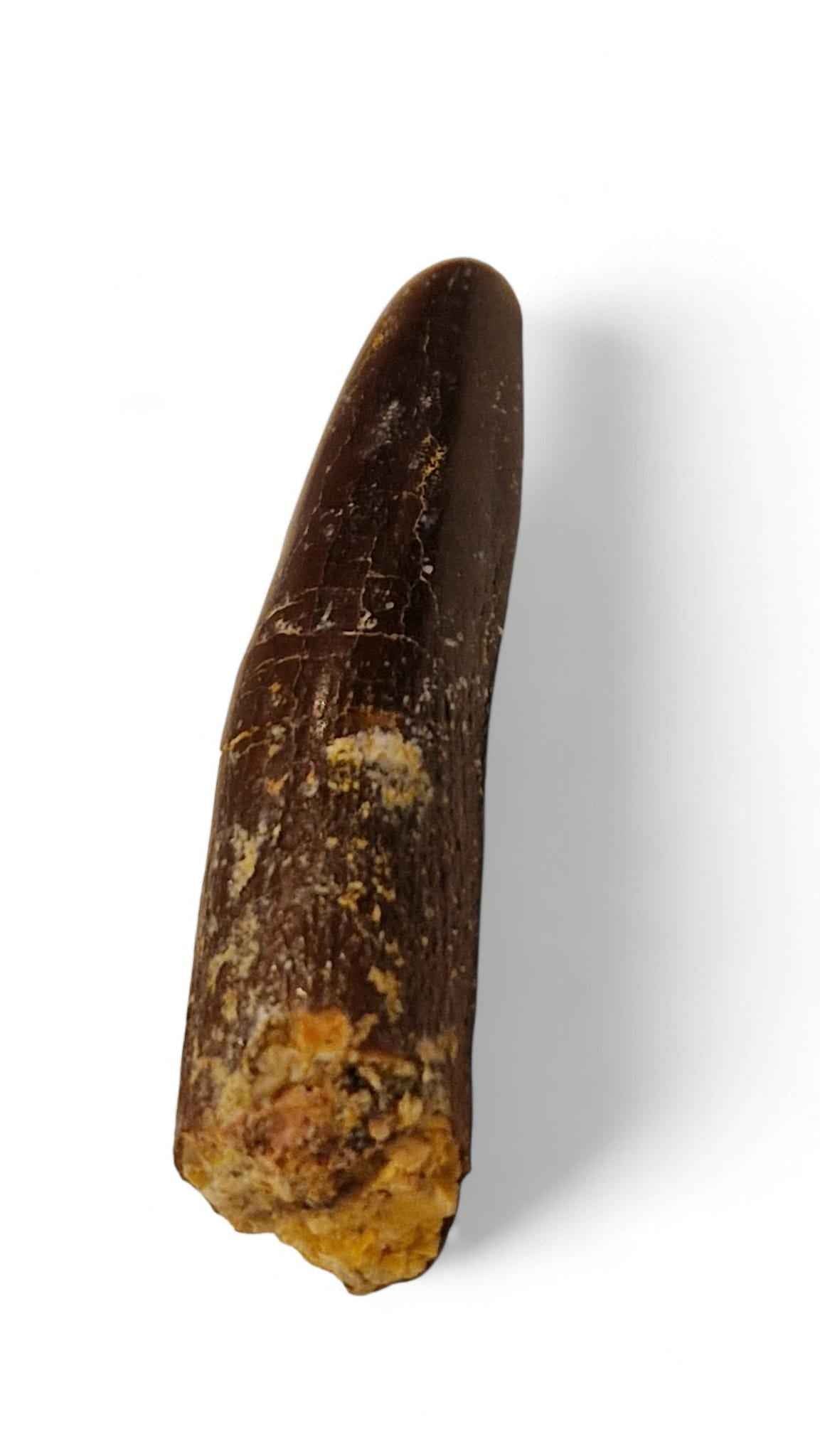 Rebbachisaurus garasbae Tooth 4.9cm – Sauropod Dinosaur from the Cretaceous | Morocco