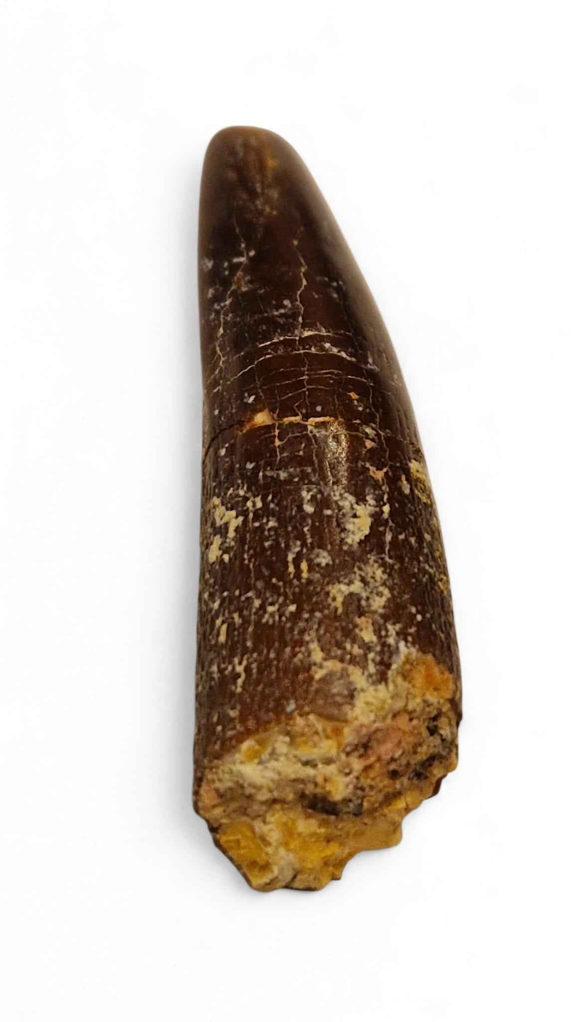 Rebbachisaurus garasbae Tooth 4.9cm – Sauropod Dinosaur from the Cretaceous | Morocco