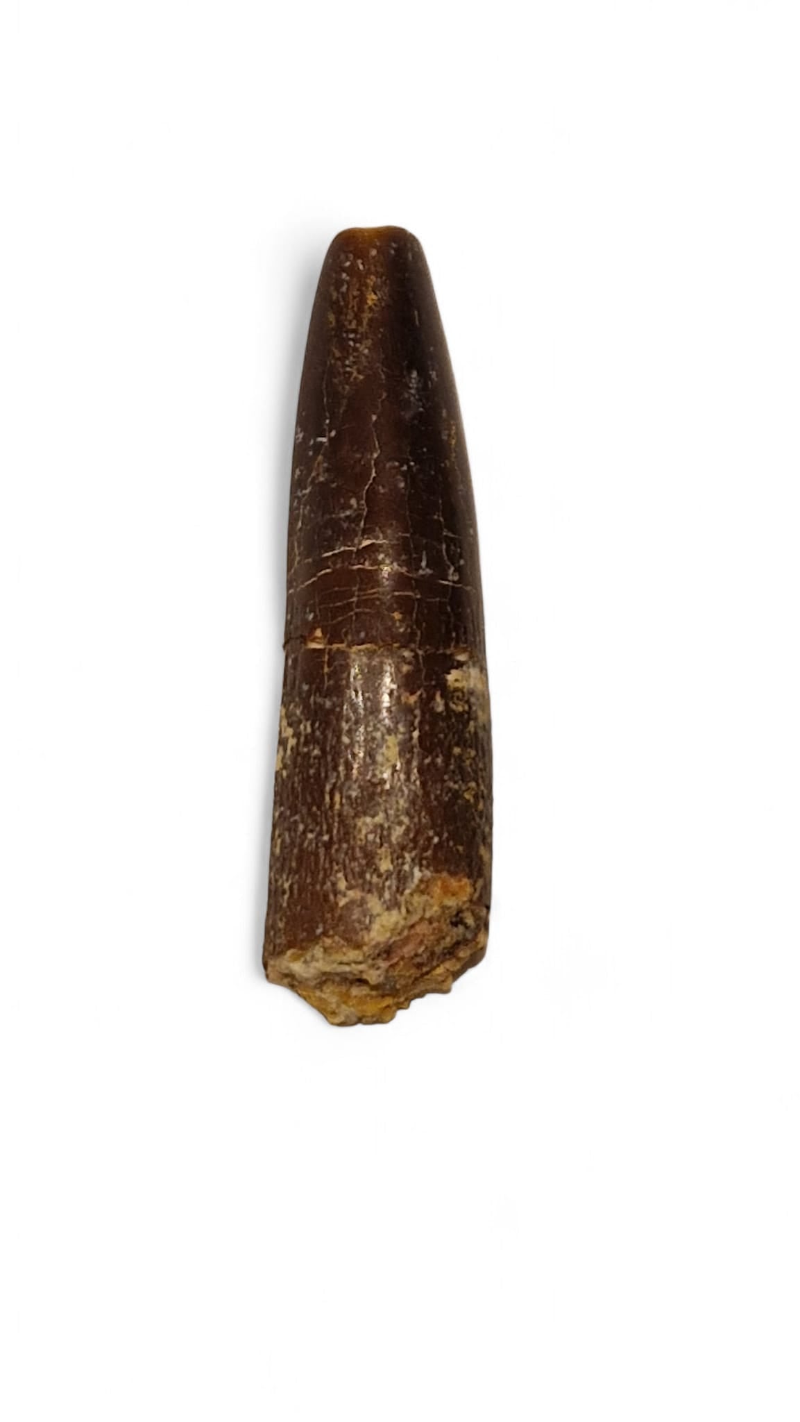 Rebbachisaurus garasbae Tooth  – Sauropod Dinosaur 37