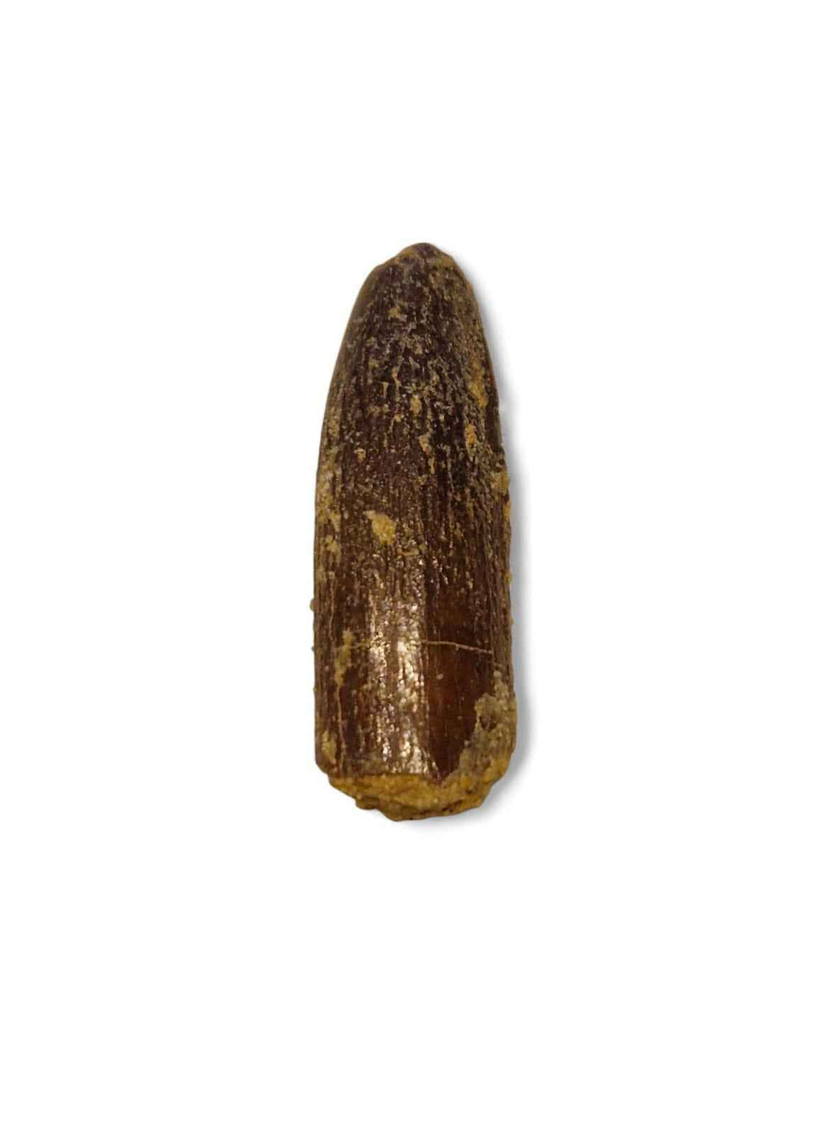 Rebbachisaurus garasbae Tooth 3.7cm – Sauropod Dinosaur from the Cretaceous | Morocco
