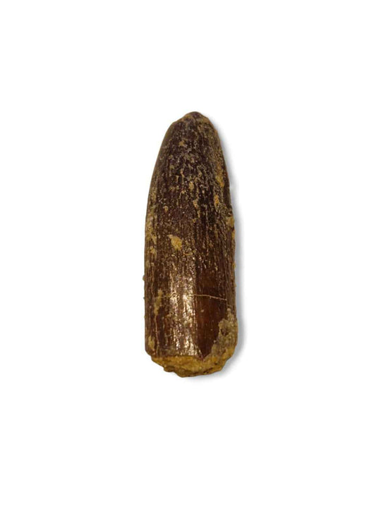 Rebbachisaurus garasbae Tooth 3.7cm – Sauropod Dinosaur from the Cretaceous | Morocco