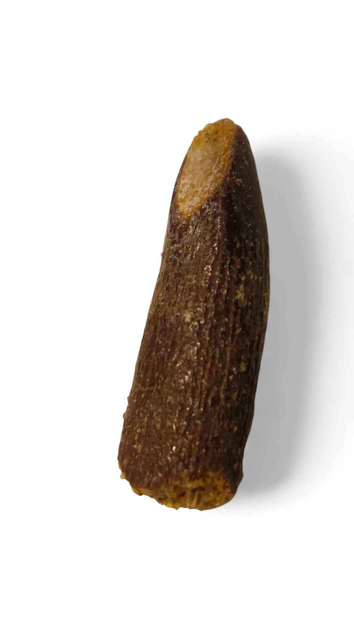 Rebbachisaurus garasbae Tooth 3.7cm – Sauropod Dinosaur from the Cretaceous | Morocco