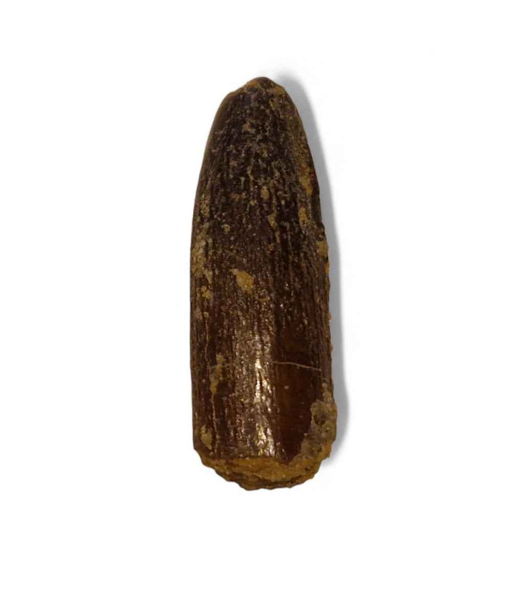 Rebbachisaurus garasbae Tooth 3.7cm – Sauropod Dinosaur from the Cretaceous | Morocco