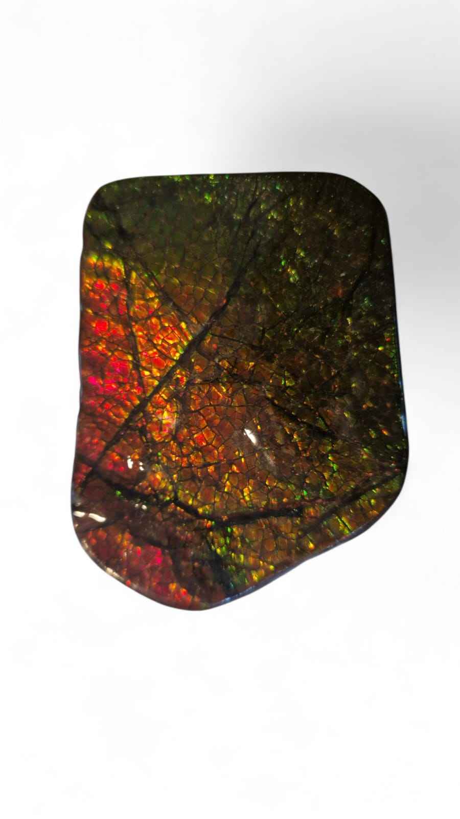 Ammolite Gemstone – 6.5 cm Iridescent Natural Fossil | Canada