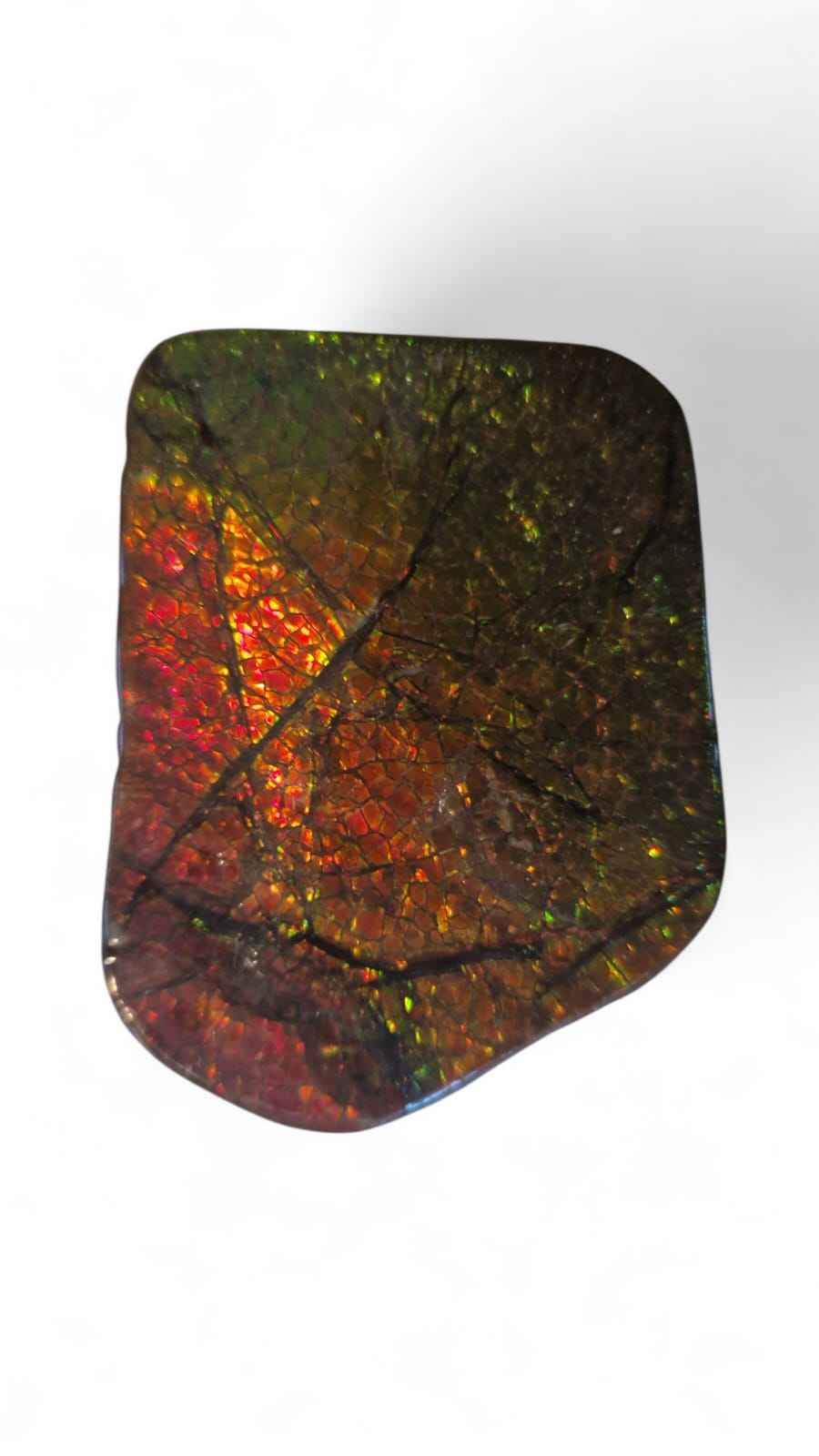 Ammolite Gemstone – 6.5 cm Iridescent Natural Fossil | Canada