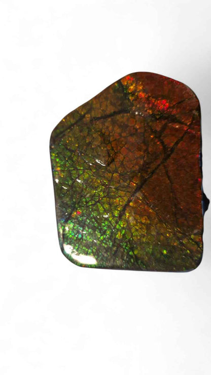 Ammolite Gemstone – 6.5 cm Iridescent Natural Fossil | Canada