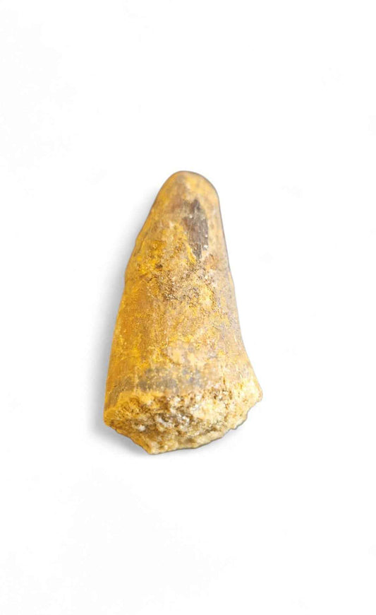 Sarcosuchus Tooth 3.2cm – Giant Prehistoric Crocodile - Cretaceous | North Africa