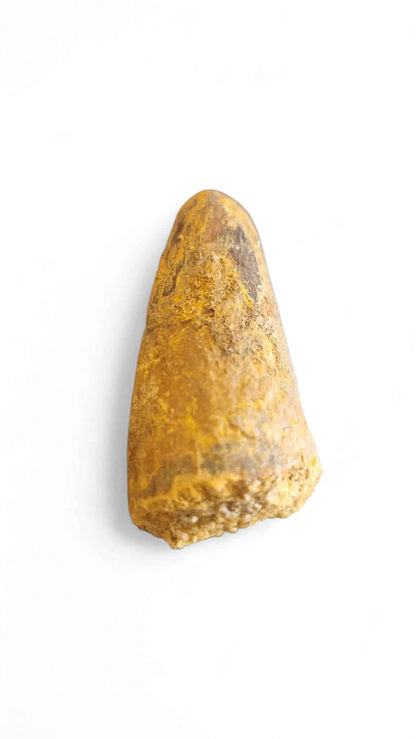 Sarcosuchus Tooth 3.2cm – Giant Prehistoric Crocodile - Cretaceous | North Africa