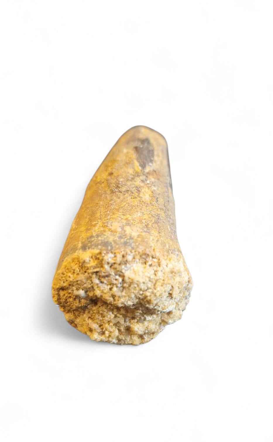 Sarcosuchus Tooth 3.2cm – Giant Prehistoric Crocodile - Cretaceous | North Africa