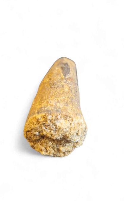 Sarcosuchus Tooth 3.2cm – Giant Prehistoric Crocodile - Cretaceous | North Africa
