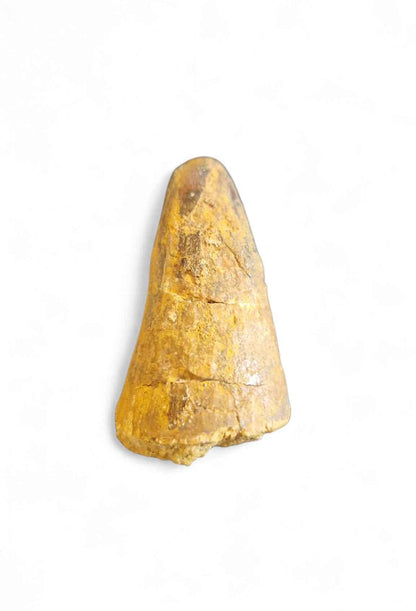 Sarcosuchus Tooth 3.2cm – Giant Prehistoric Crocodile - Cretaceous | North Africa