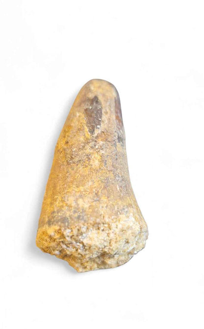 Sarcosuchus Tooth 3.2cm – Giant Prehistoric Crocodile - Cretaceous | North Africa