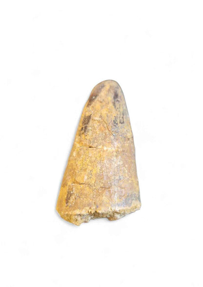 Sarcosuchus Tooth 3.2cm – Giant Prehistoric Crocodile - Cretaceous | North Africa