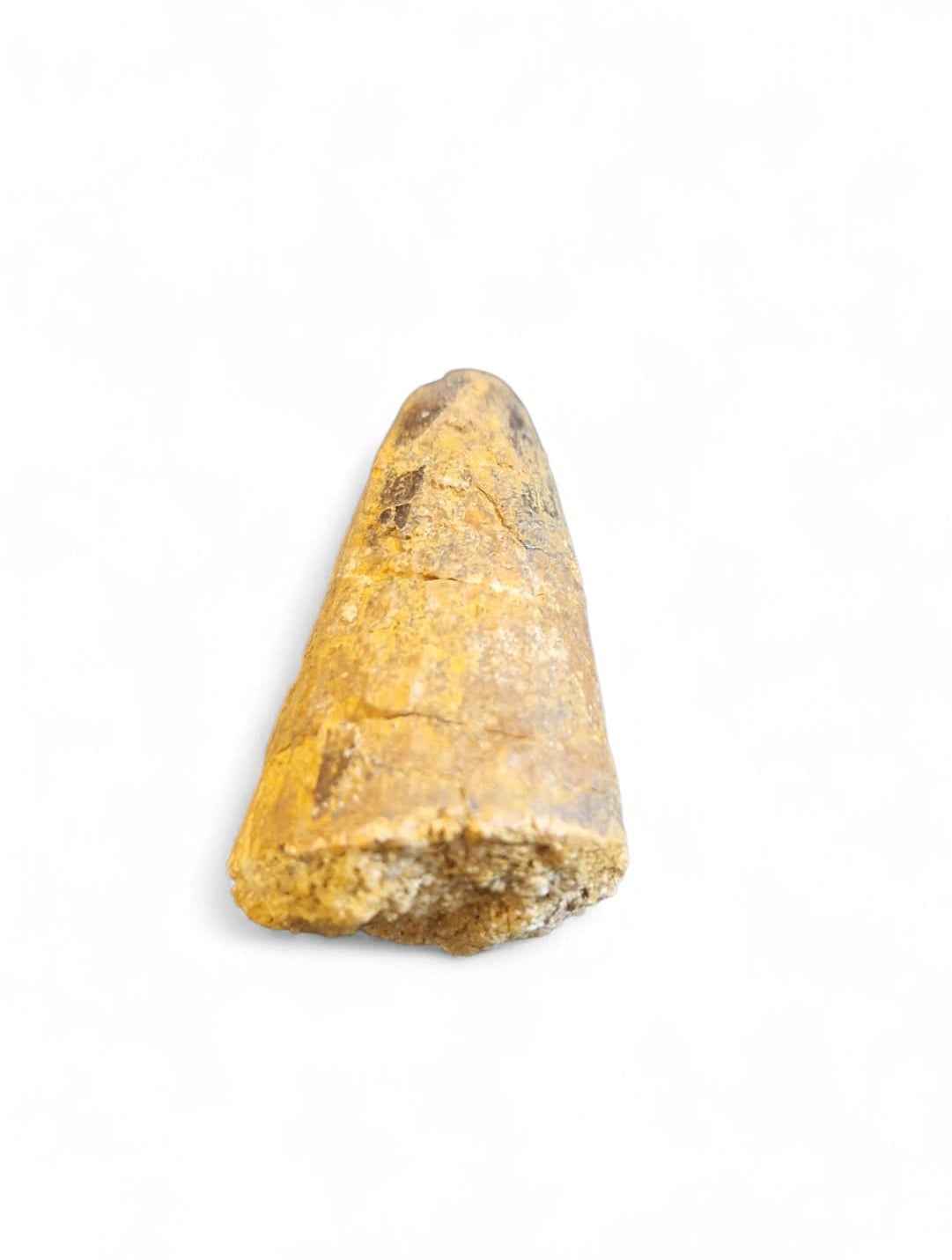 Sarcosuchus Tooth 3.2cm – Giant Prehistoric Crocodile - Cretaceous | North Africa