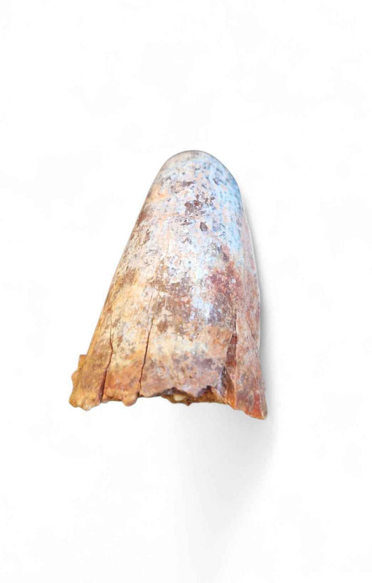 Sarcosuchus Tooth 3.8cm – Giant Prehistoric Crocodile - Cretaceous | North Africa