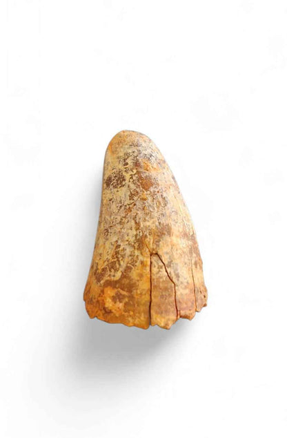 Sarcosuchus Tooth 3.8cm – Giant Prehistoric Crocodile - Cretaceous | North Africa