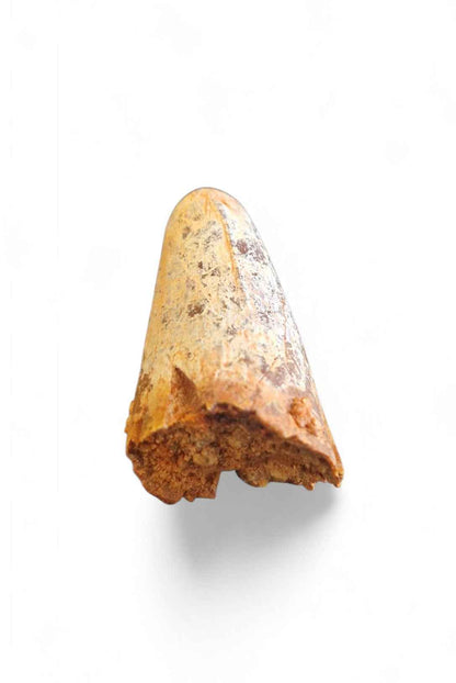 Sarcosuchus Tooth 3.8cm – Giant Prehistoric Crocodile - Cretaceous | North Africa