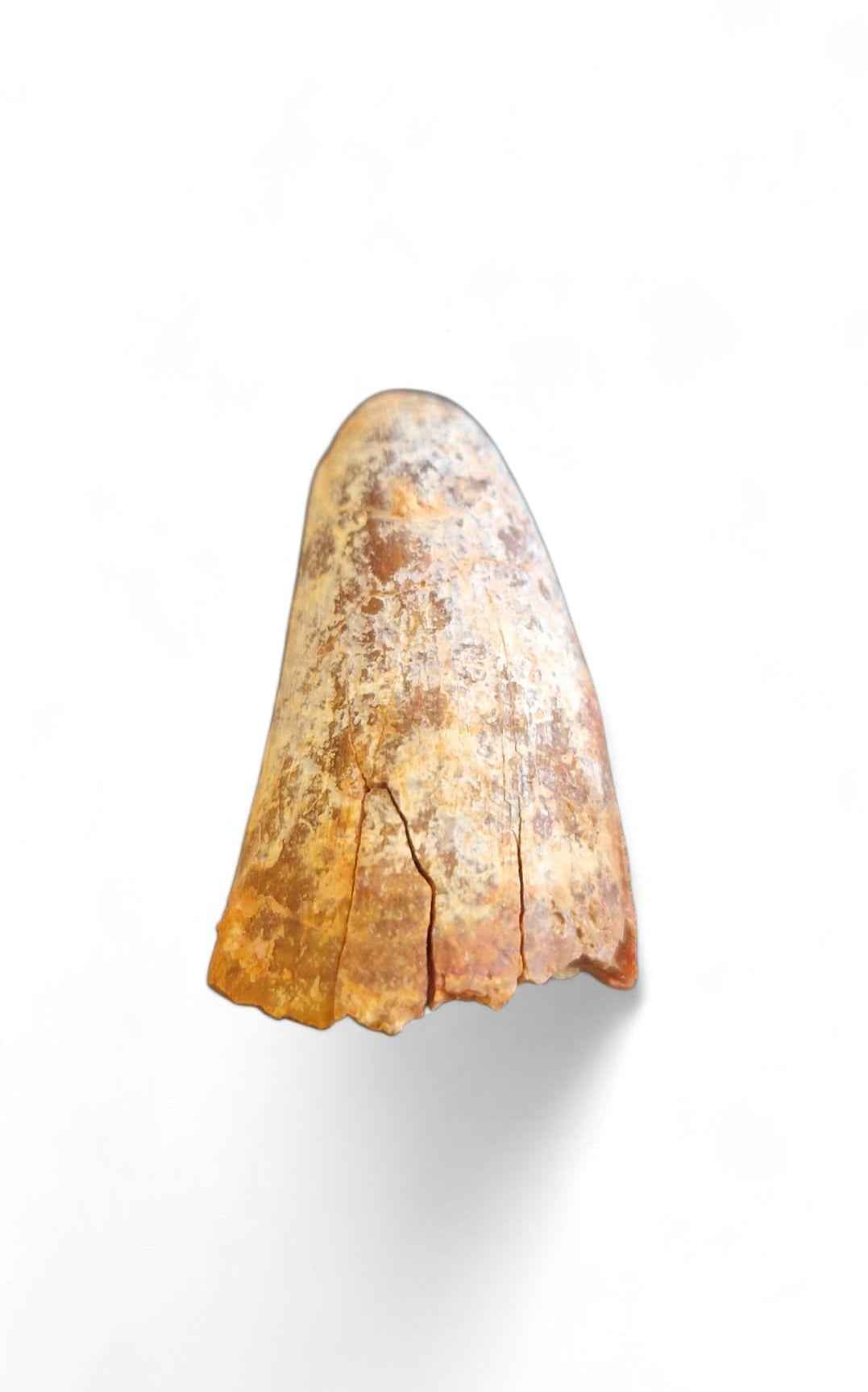 Sarcosuchus Tooth 3.8cm – Giant Prehistoric Crocodile - Cretaceous | North Africa