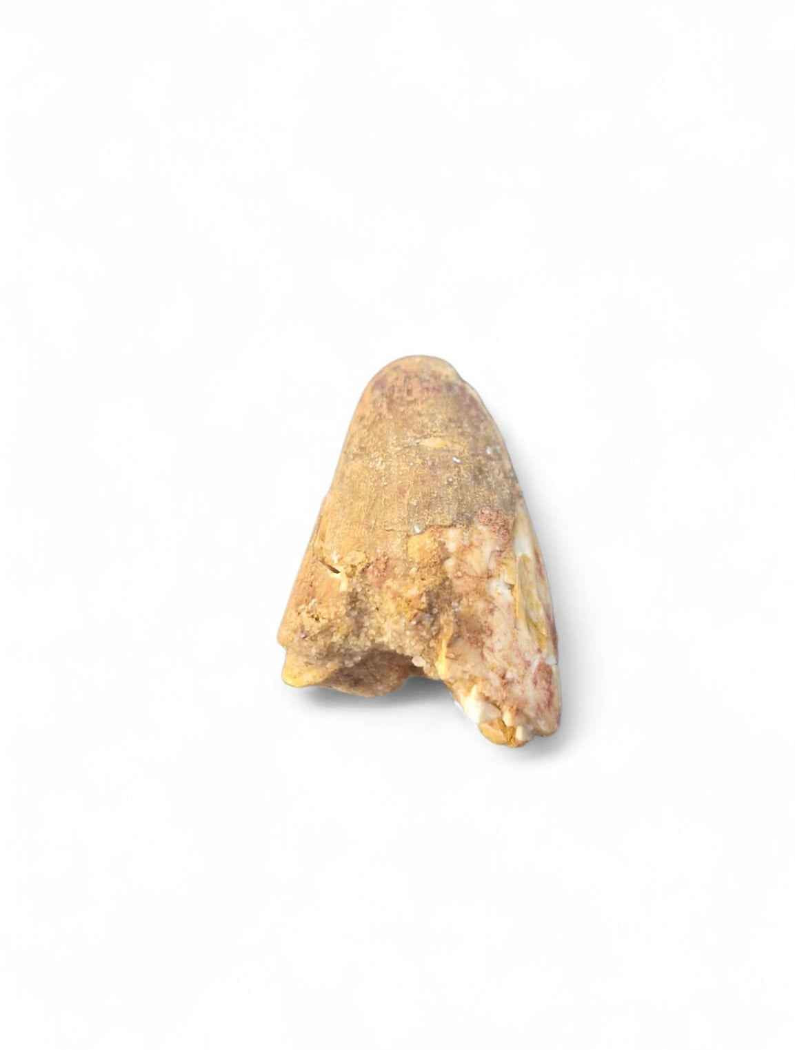 Sarcosuchus Tooth 3cm – Giant Prehistoric Crocodile - Cretaceous | North Africa