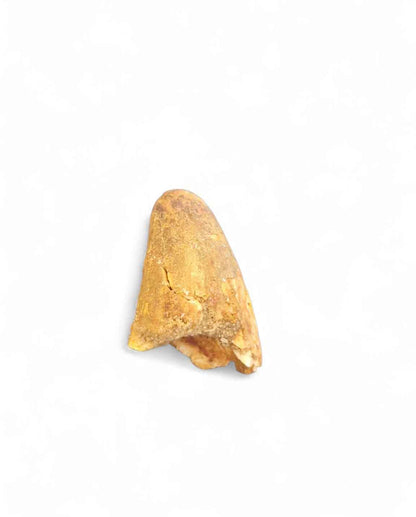 Sarcosuchus Tooth 3cm – Giant Prehistoric Crocodile - Cretaceous | North Africa