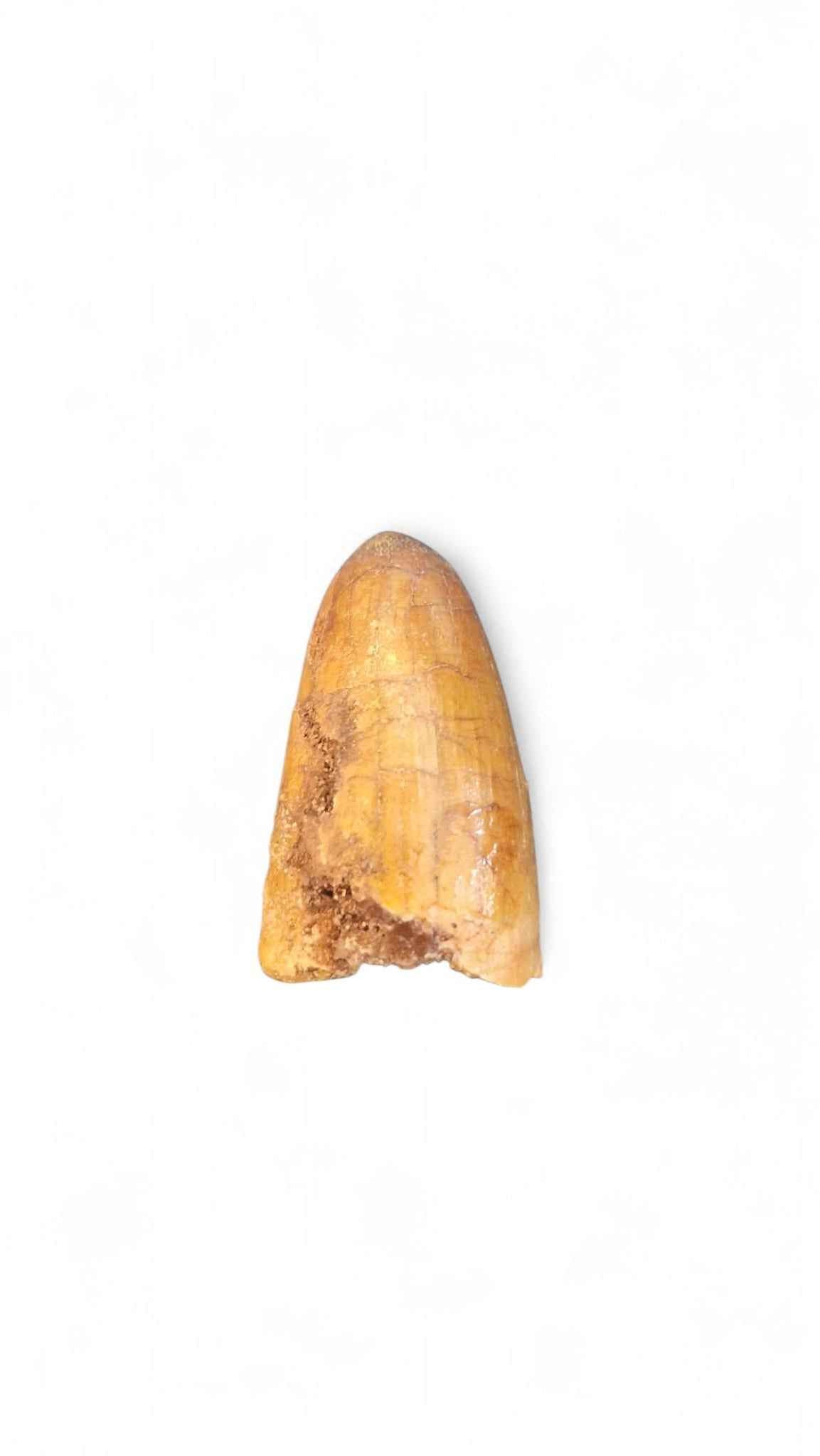 Sarcosuchus Tooth 3cm – Giant Prehistoric Crocodile - Cretaceous | North Africa