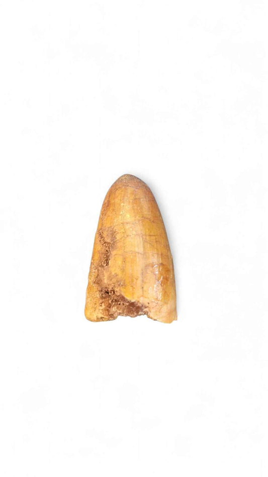Sarcosuchus Tooth 3cm – Giant Prehistoric Crocodile - Cretaceous | North Africa