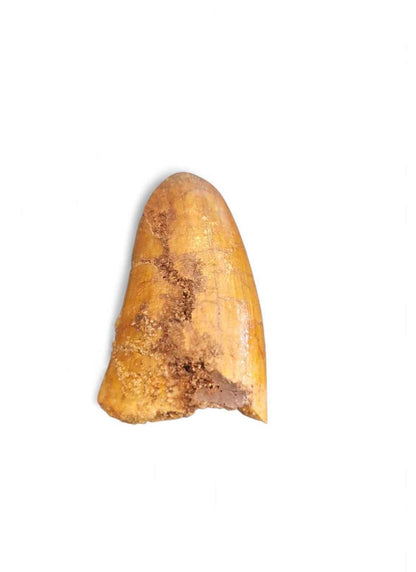 Sarcosuchus Tooth 3cm – Giant Prehistoric Crocodile - Cretaceous | North Africa