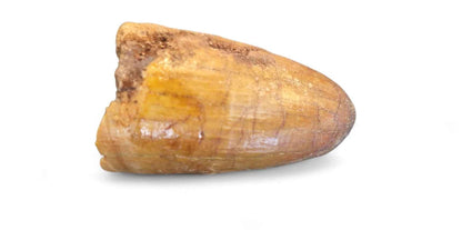 Sarcosuchus Tooth 3cm – Giant Prehistoric Crocodile - Cretaceous | North Africa