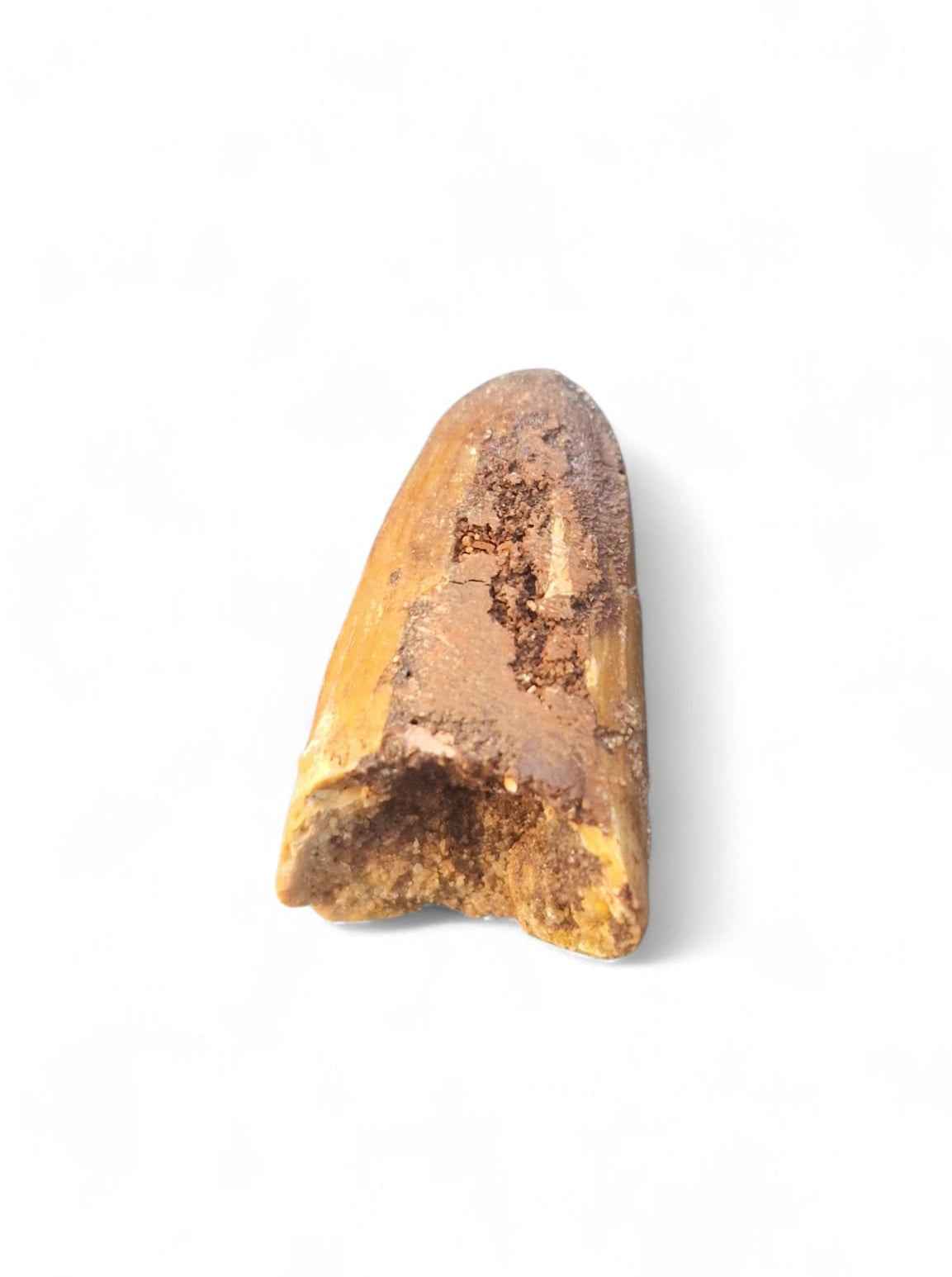 Sarcosuchus Tooth 3cm – Giant Prehistoric Crocodile - Cretaceous | North Africa